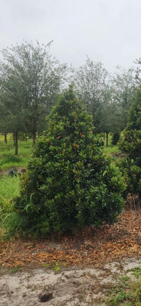 elaeocarpus-decipiens-japanese-blueberry