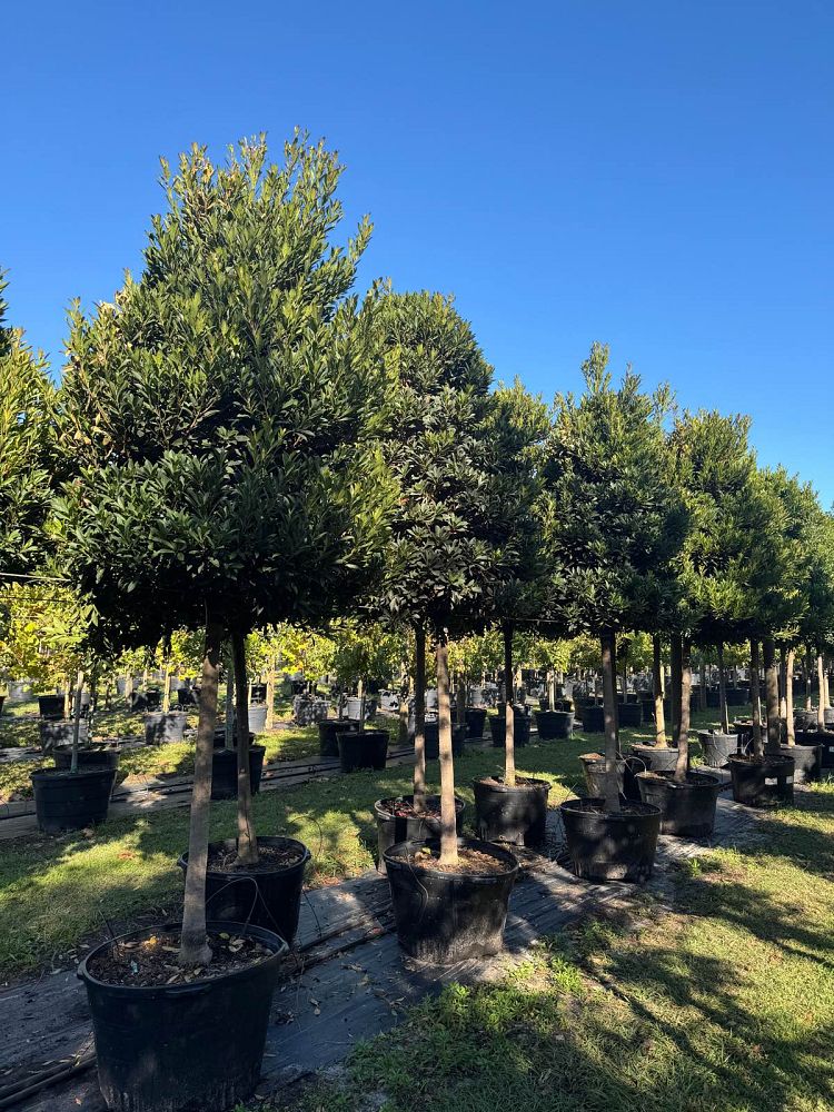 elaeocarpus-decipiens-japanese-blueberry