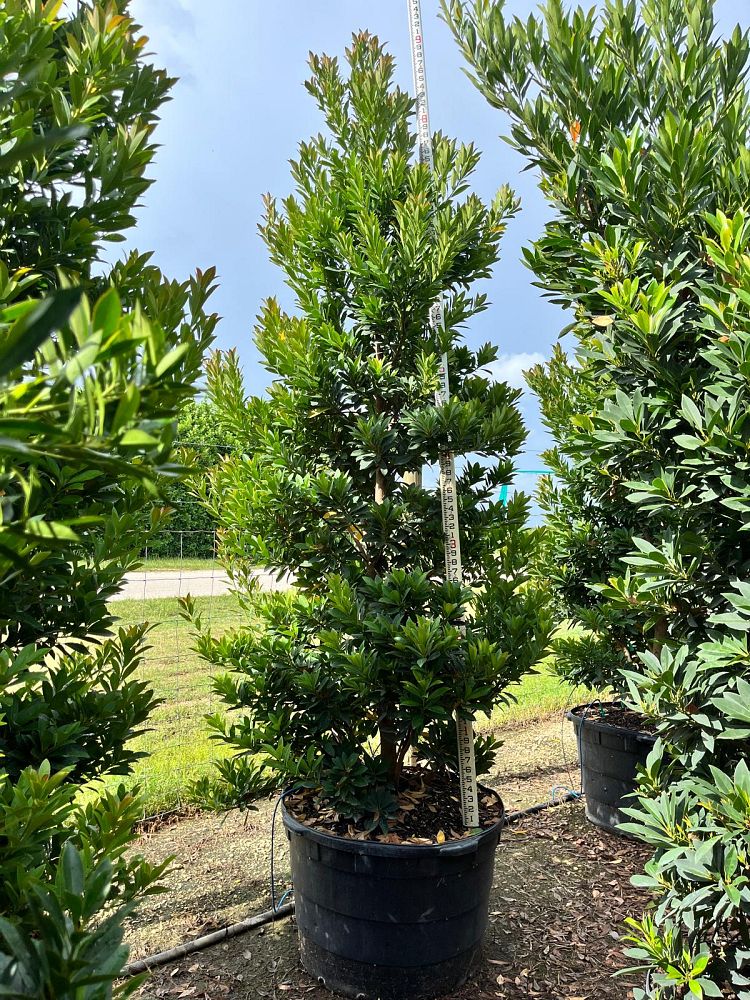 elaeocarpus-decipiens-japanese-blueberry