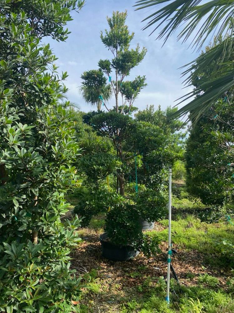 elaeocarpus-decipiens-japanese-blueberry