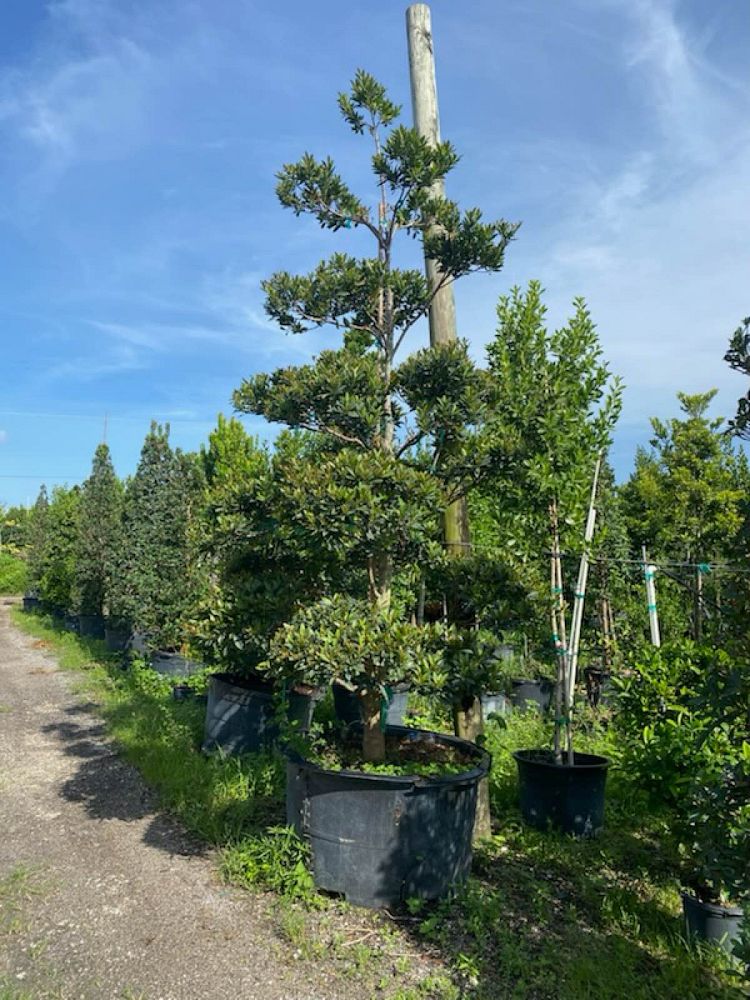 elaeocarpus-decipiens-japanese-blueberry