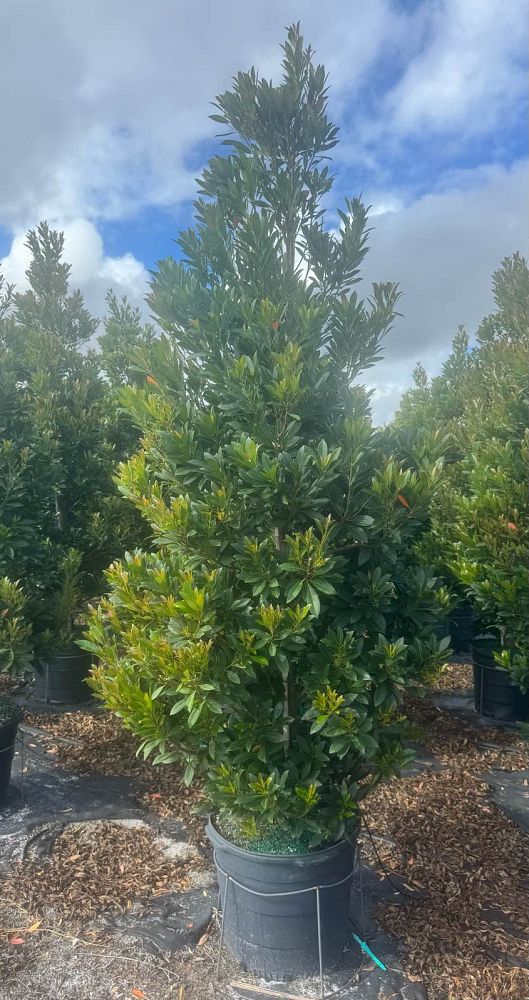 elaeocarpus-decipiens-japanese-blueberry