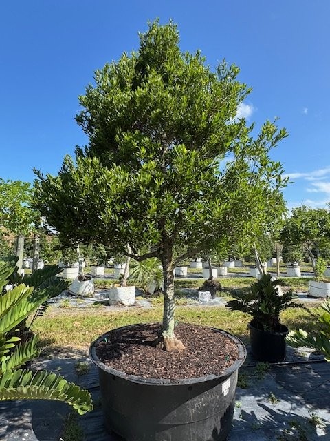 elaeocarpus-decipiens-japanese-blueberry