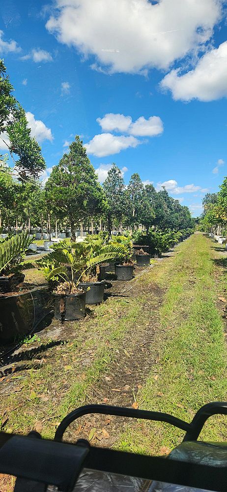 elaeocarpus-decipiens-japanese-blueberry