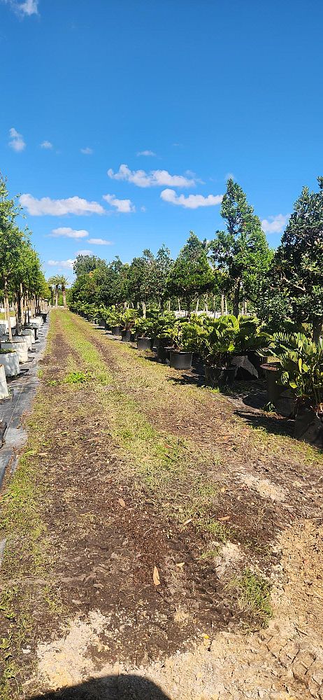 elaeocarpus-decipiens-japanese-blueberry