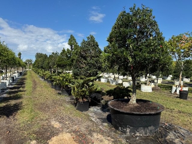 elaeocarpus-decipiens-japanese-blueberry