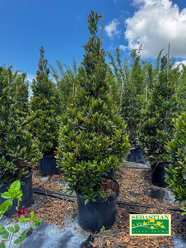 elaeocarpus-decipiens-japanese-blueberry