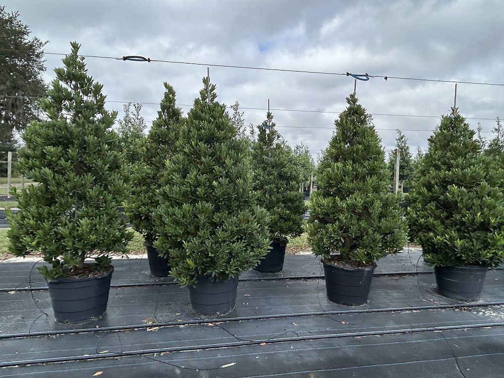 elaeocarpus-decipiens-japanese-blueberry