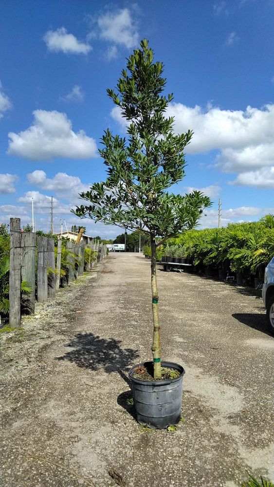 elaeocarpus-decipiens-japanese-blueberry