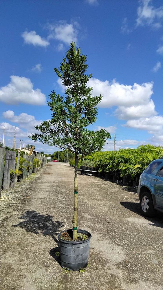 elaeocarpus-decipiens-japanese-blueberry