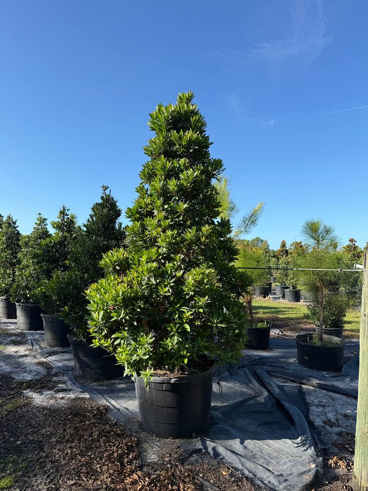 elaeocarpus-decipiens-japanese-blueberry