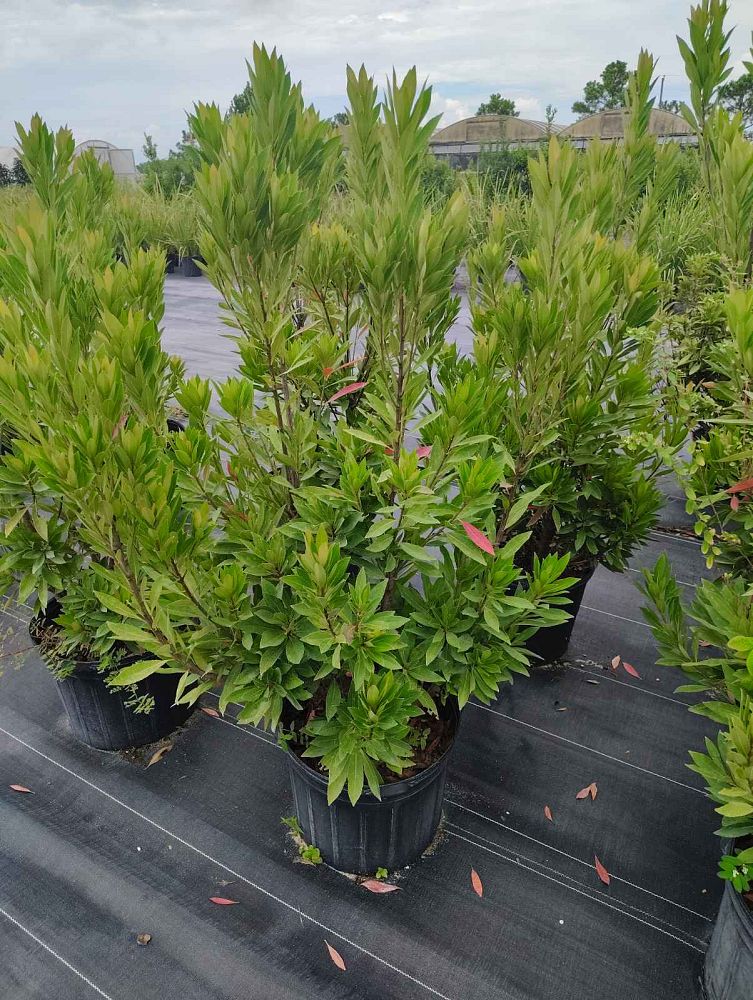 elaeocarpus-decipiens-japanese-blueberry