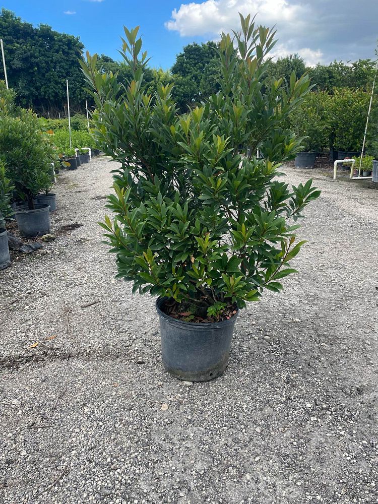 elaeocarpus-decipiens-japanese-blueberry