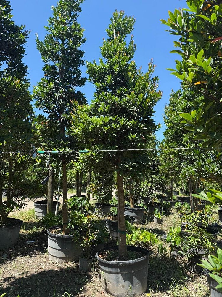 elaeocarpus-decipiens-japanese-blueberry