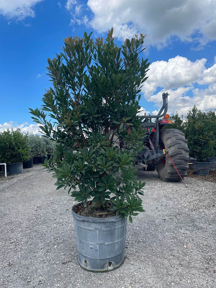 elaeocarpus-decipiens-japanese-blueberry