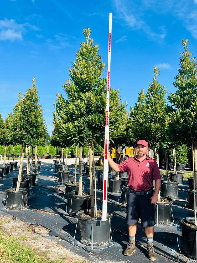 elaeocarpus-decipiens-japanese-blueberry