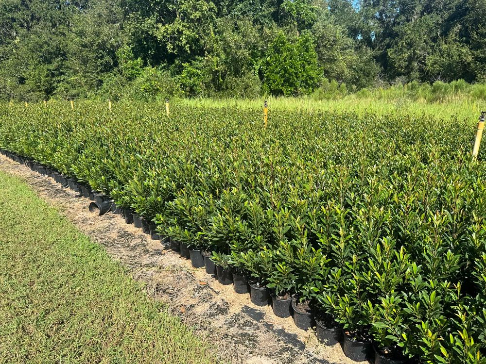 elaeocarpus-decipiens-japanese-blueberry