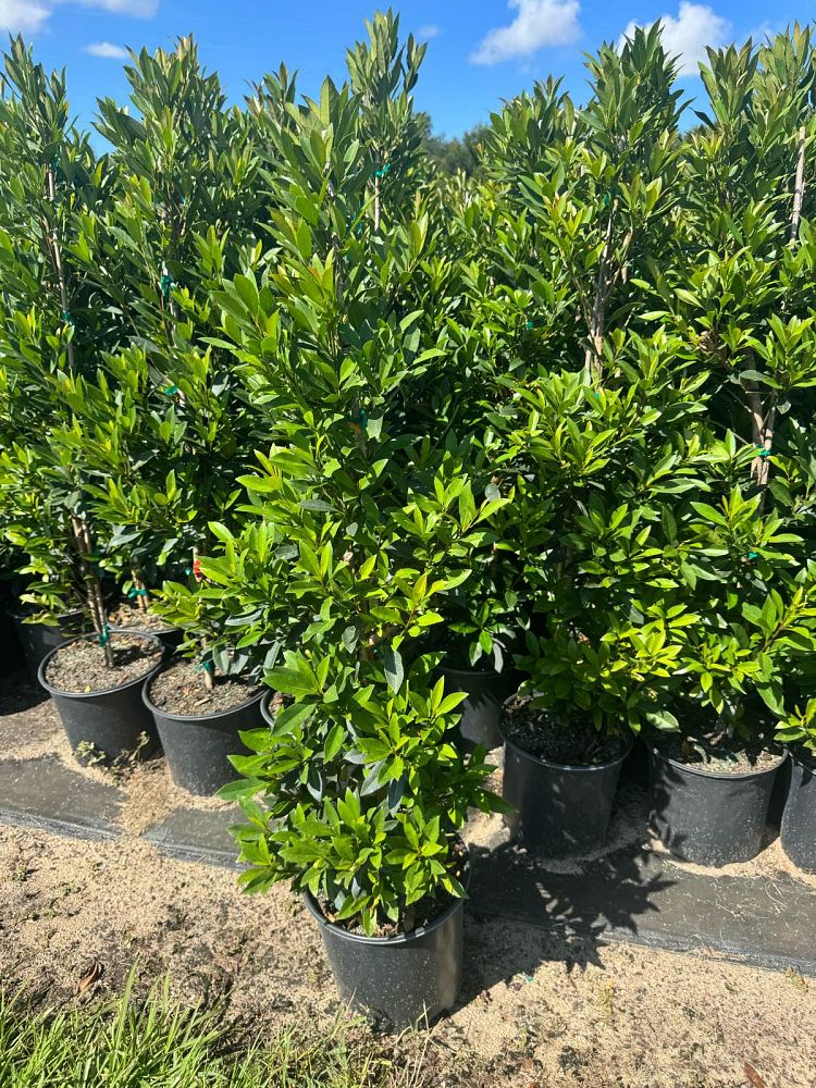 elaeocarpus-decipiens-japanese-blueberry