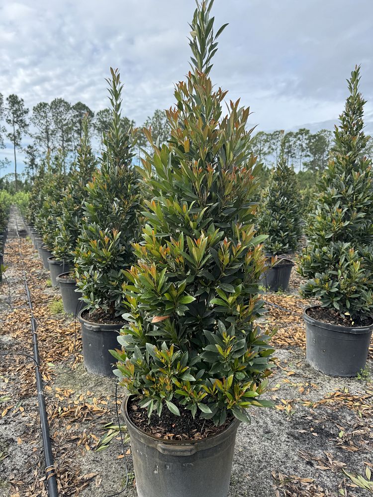 elaeocarpus-decipiens-japanese-blueberry