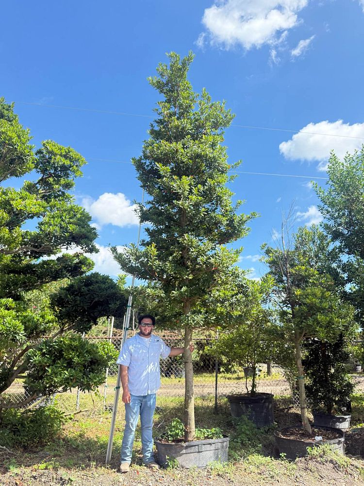 elaeocarpus-decipiens-japanese-blueberry