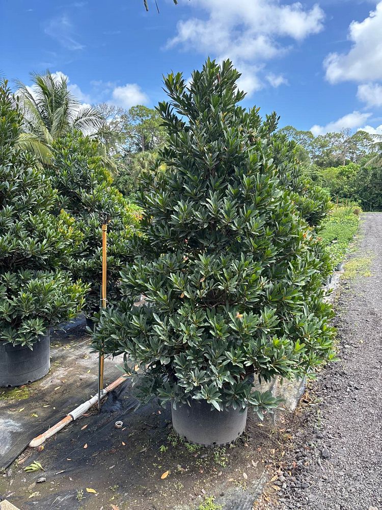 elaeocarpus-decipiens-japanese-blueberry
