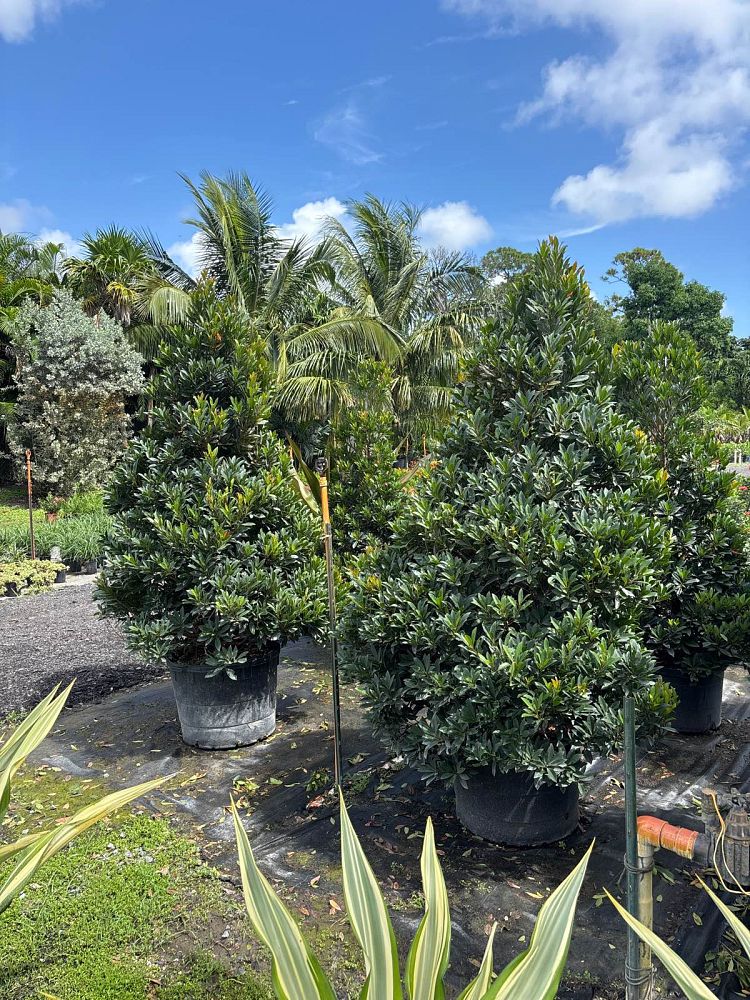 elaeocarpus-decipiens-japanese-blueberry