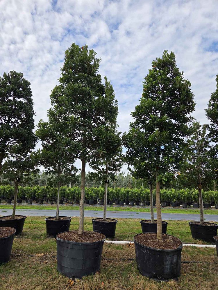 elaeocarpus-decipiens-japanese-blueberry