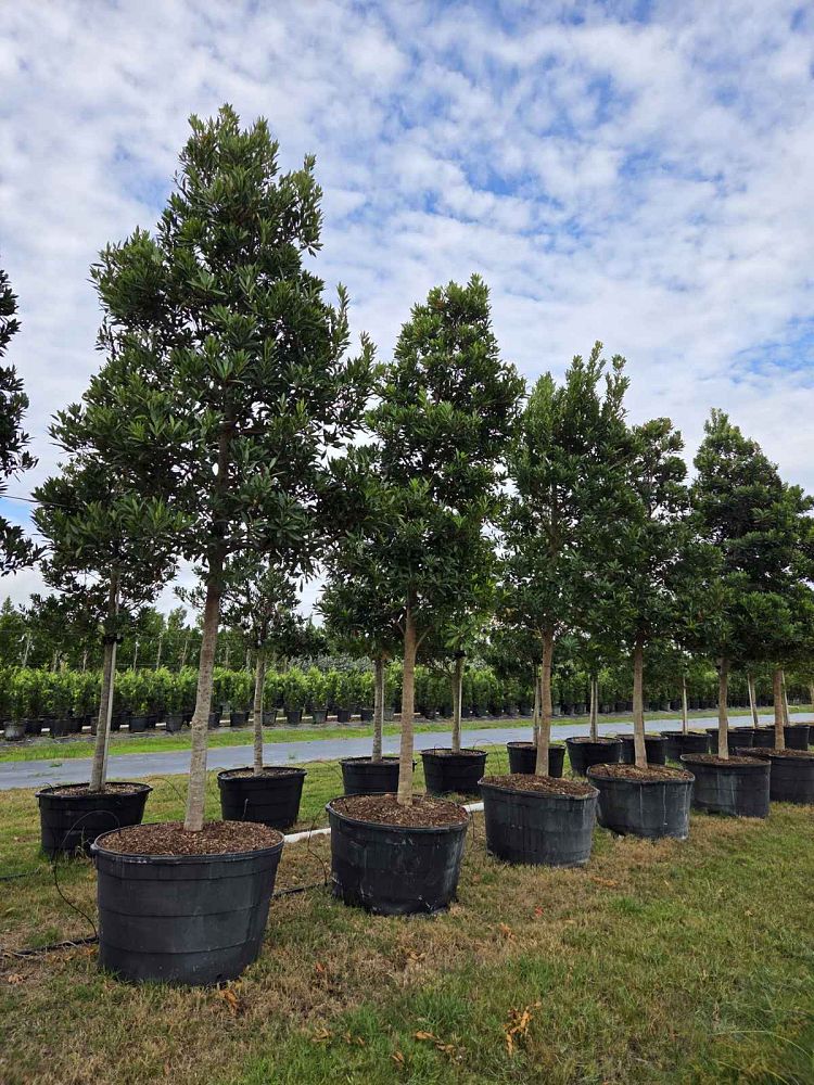 elaeocarpus-decipiens-japanese-blueberry