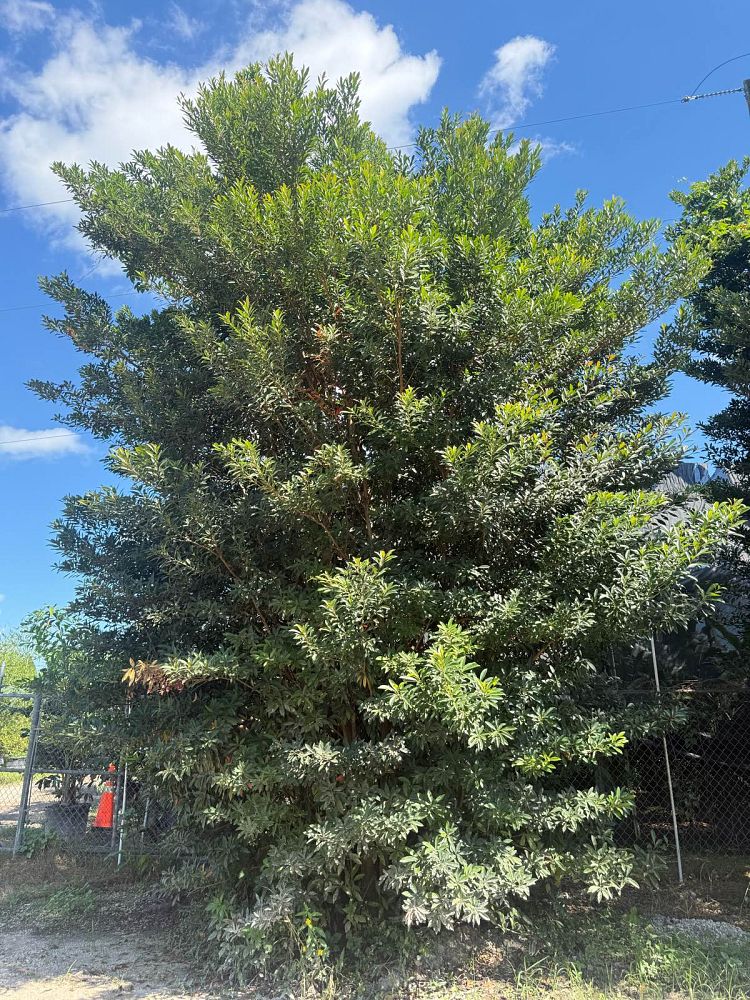 elaeocarpus-decipiens-japanese-blueberry