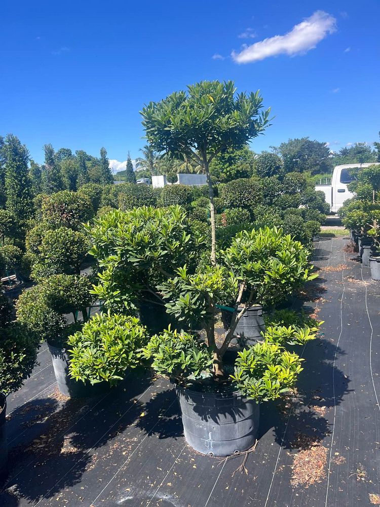 elaeocarpus-decipiens-japanese-blueberry