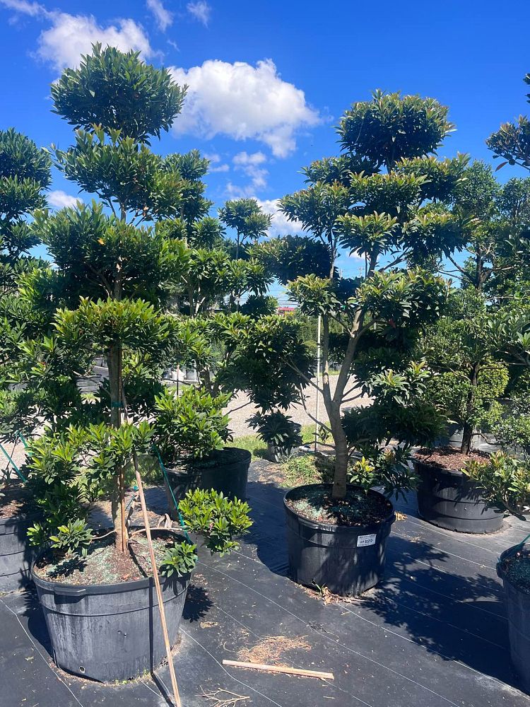 elaeocarpus-decipiens-japanese-blueberry