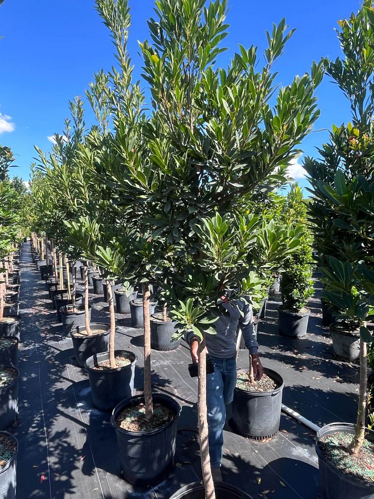 elaeocarpus-decipiens-japanese-blueberry