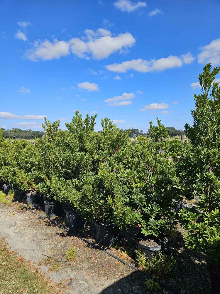 elaeocarpus-decipiens-japanese-blueberry