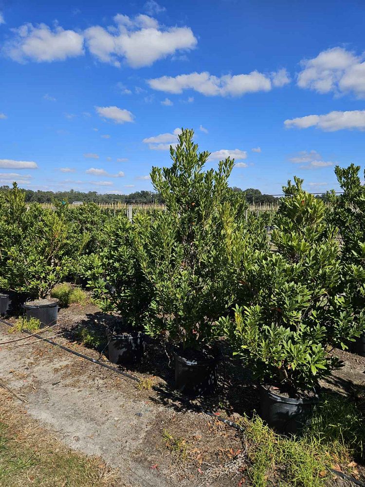 elaeocarpus-decipiens-japanese-blueberry