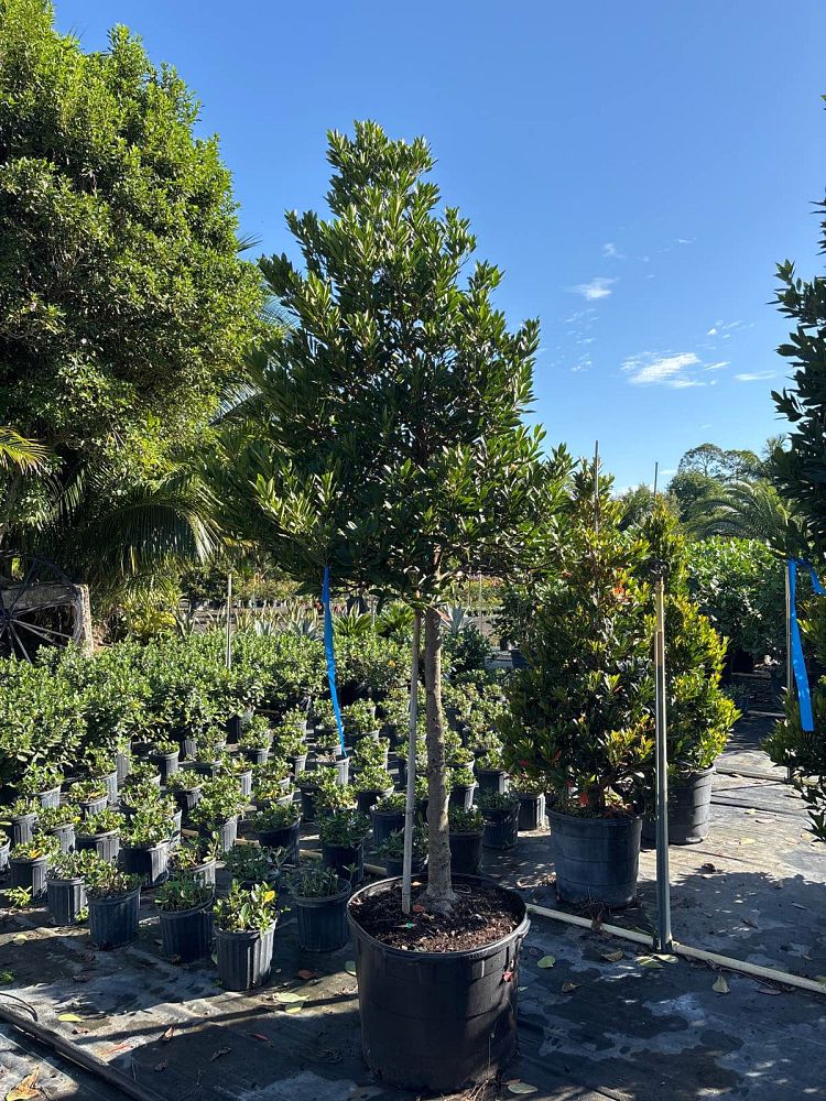 elaeocarpus-decipiens-japanese-blueberry