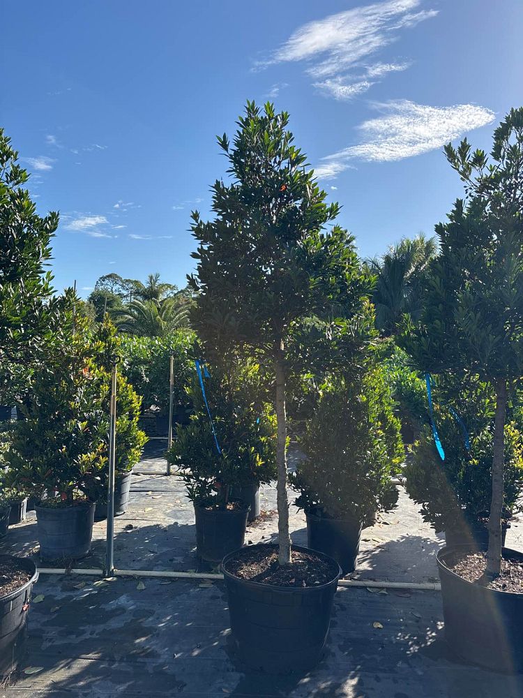 elaeocarpus-decipiens-japanese-blueberry