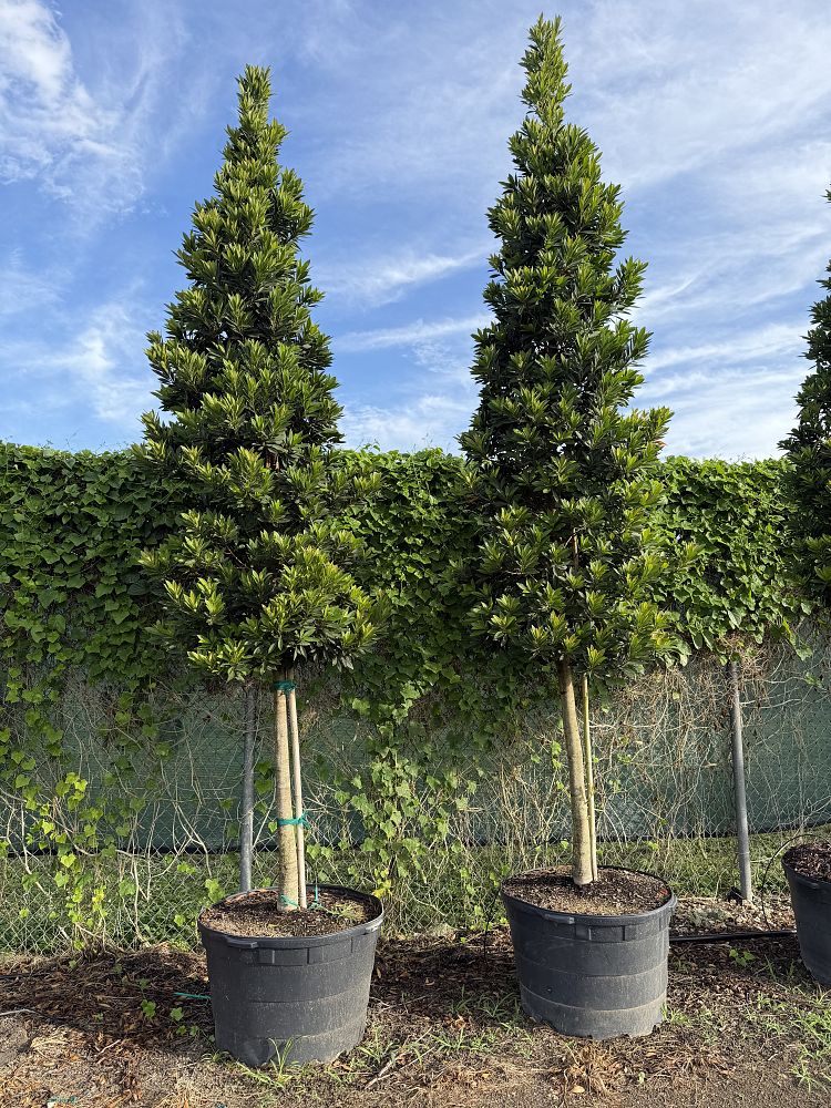 elaeocarpus-decipiens-japanese-blueberry