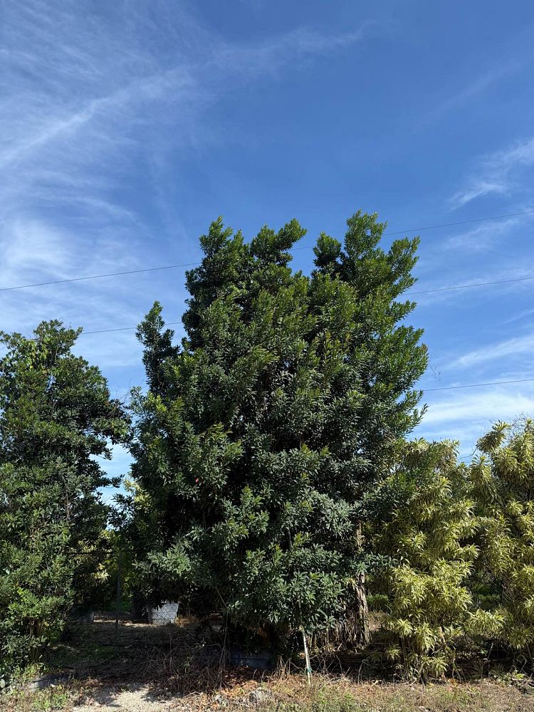 elaeocarpus-decipiens-japanese-blueberry