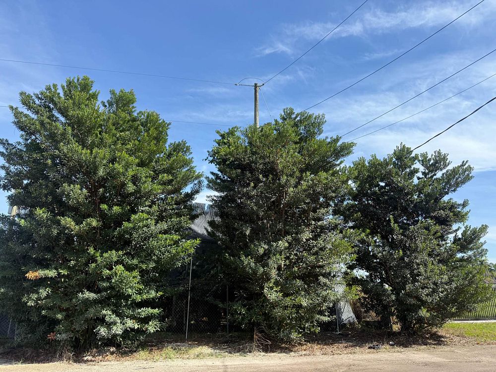 elaeocarpus-decipiens-japanese-blueberry