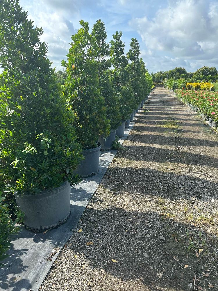 elaeocarpus-decipiens-little-emperor-dwarf-japanese-blueberry-tree