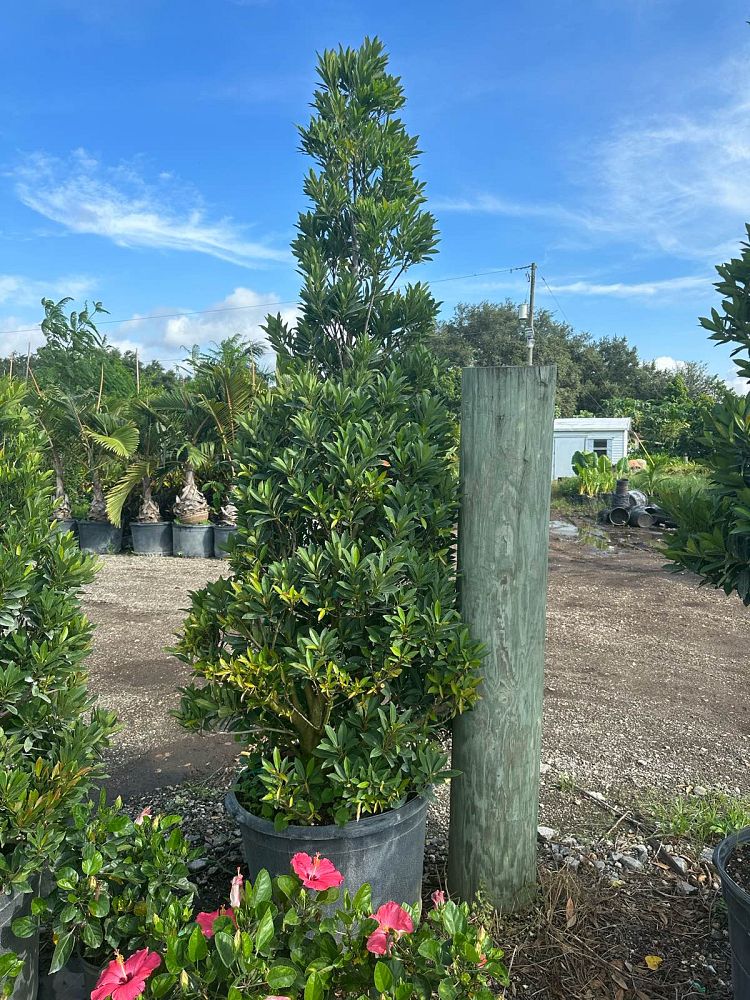 elaeocarpus-decipiens-little-emperor-dwarf-japanese-blueberry-tree