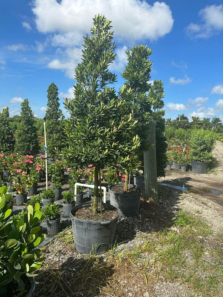 elaeocarpus-decipiens-little-emperor-dwarf-japanese-blueberry-tree