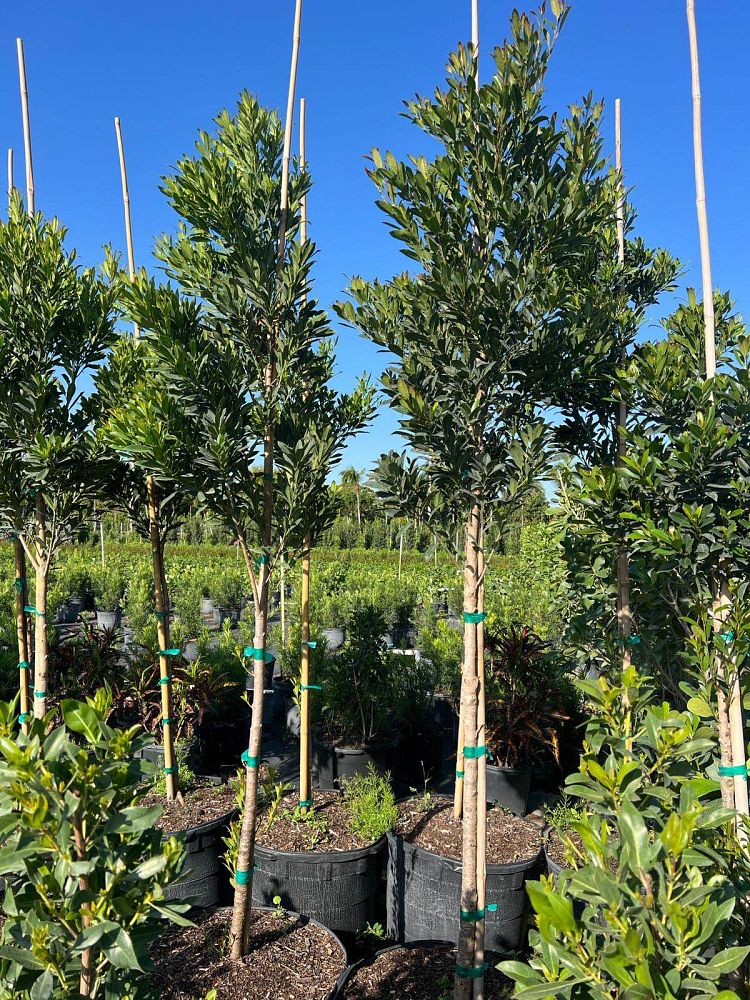 elaeocarpus-decipiens-little-emperor-dwarf-japanese-blueberry-tree