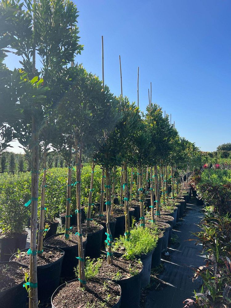 elaeocarpus-decipiens-little-emperor-dwarf-japanese-blueberry-tree