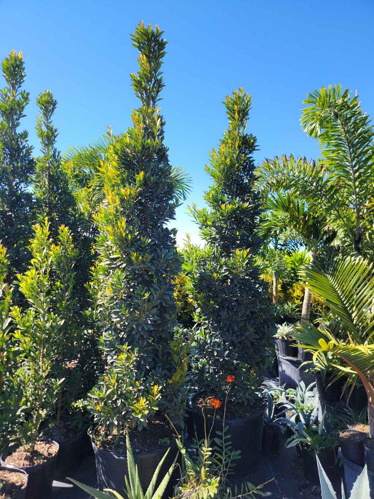 elaeocarpus-decipiens-little-emperor-dwarf-japanese-blueberry-tree