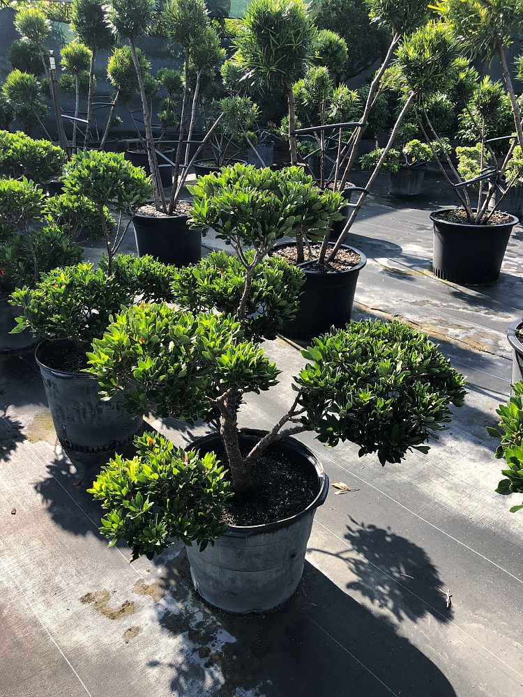 elaeocarpus-decipiens-monproud-japanese-blueberry-shogun-series-little-emperor