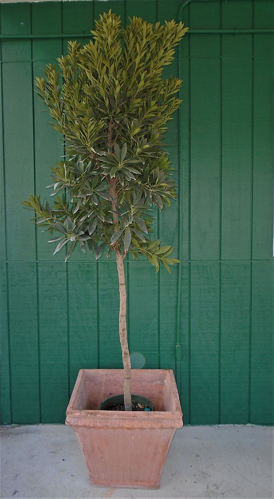 elaeocarpus-decipiens-shogun-series-japanese-blueberry