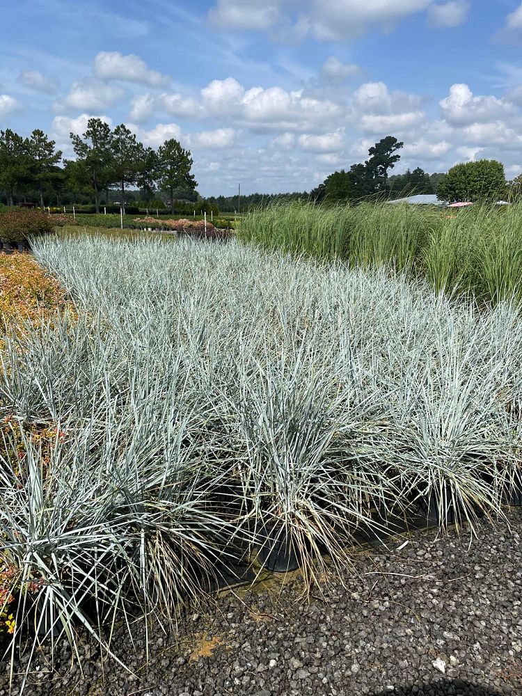 elymus-arenarius-blue-dune-lyme-grass