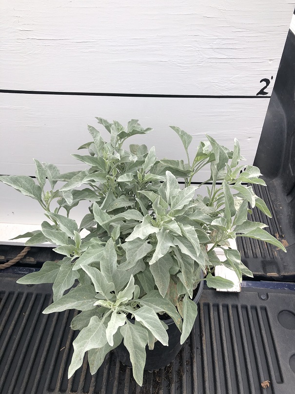 encelia-farinosa-brittlebush