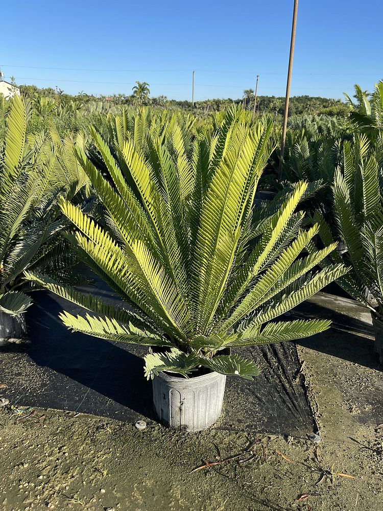 encephalartos-aemulans